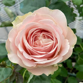 Unforgettable Rose